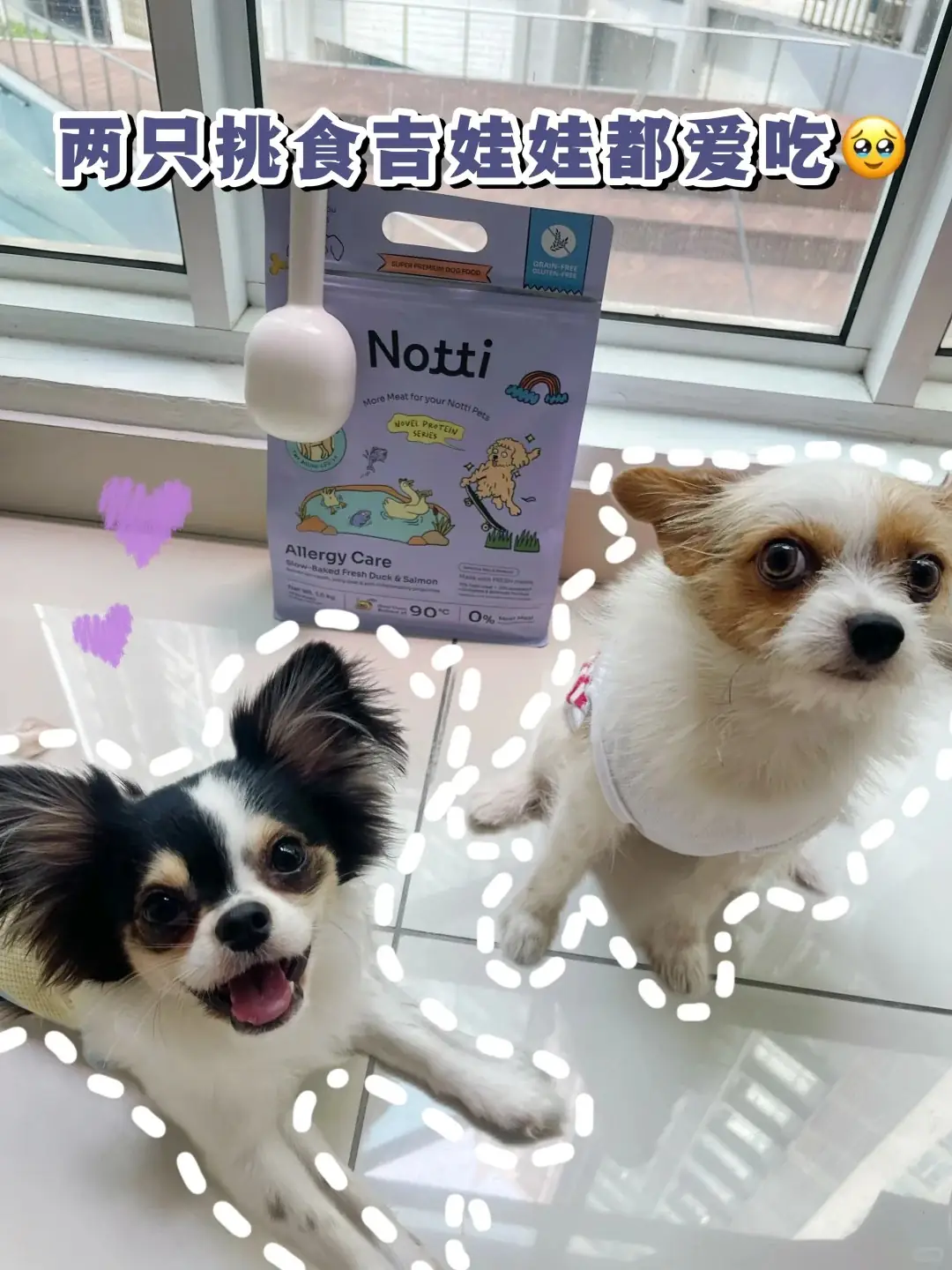 Notti Pet Food Carousel pet care ad: UGC ad for an allergy-care formula with skin and gut probiotics, frame 5 of 5