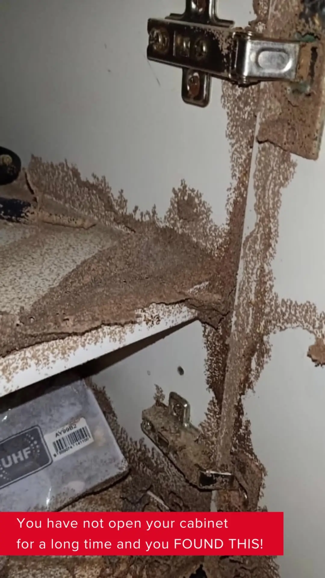 Rentokil Pest Control Malaysia Dynamic home services ad: Showcase ad for warning