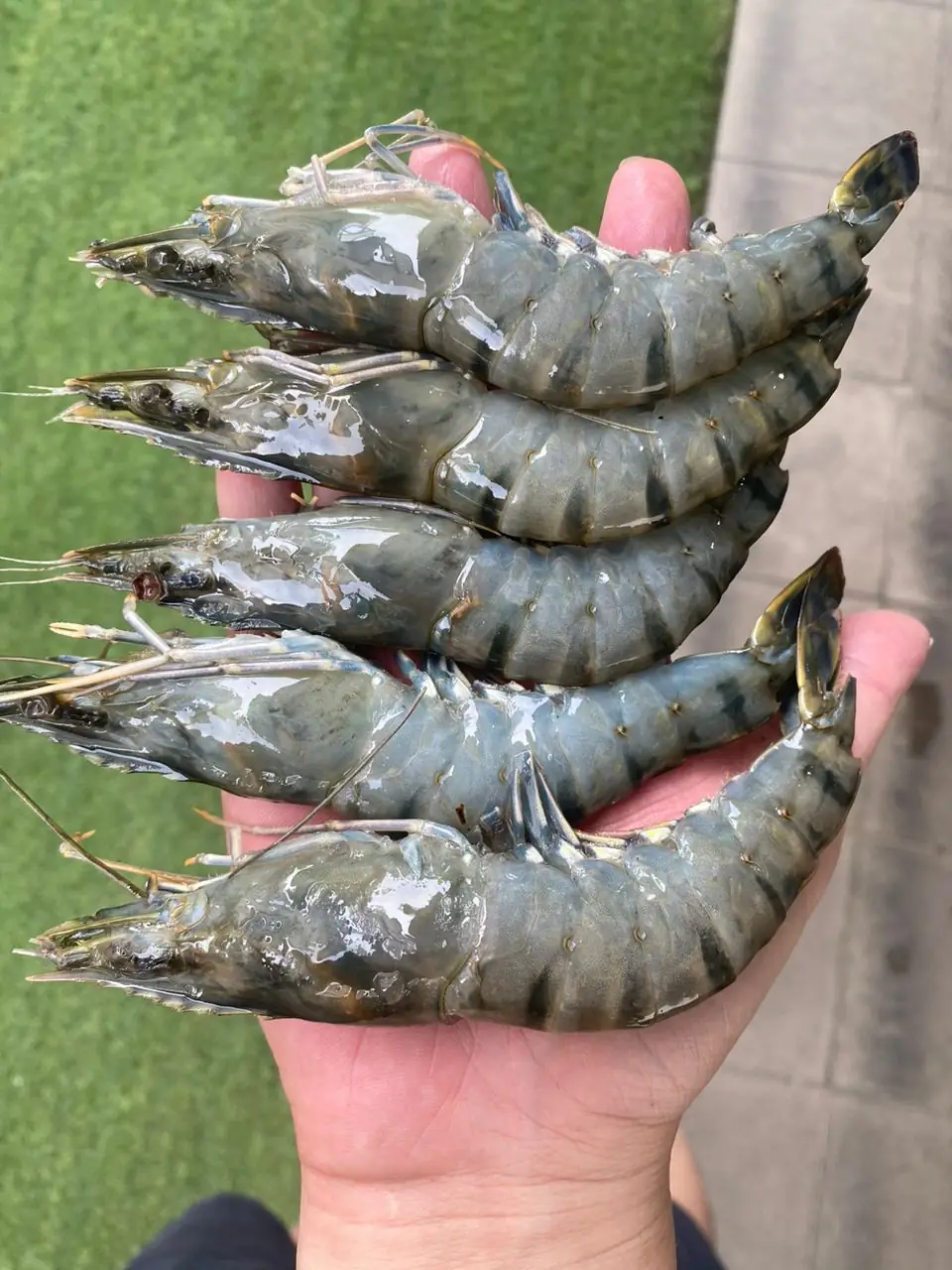 HS Food & Fishery Carousel food and beverage ad: Showcase ad for fresh IQF tiger prawns that save cost and time, frame 1 of 6